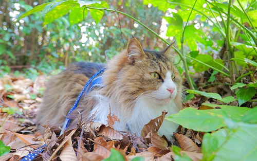 お散歩中のボス吉