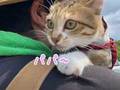 パパが好きすぎて、畑仕事中も離れない元保護子猫　お外にドキドキしながら背中に乗って応援する姿があいらしい