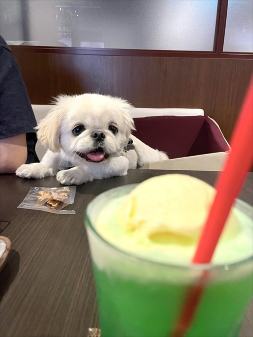 人間の食べ物の見るワンちゃん