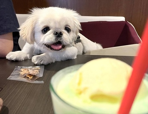 ワンちゃんのワクワク顔