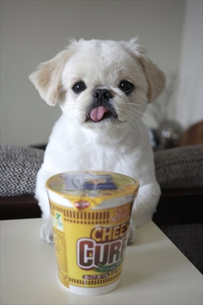 かわいいワンちゃん