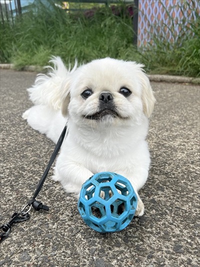 ワンちゃんの誇らしげな表情