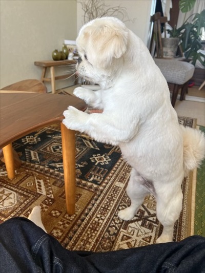 机を動かすワンちゃん