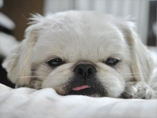 溶けてるワンちゃん