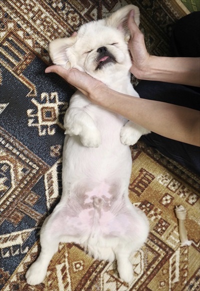 ペキニーズのムーチョくん