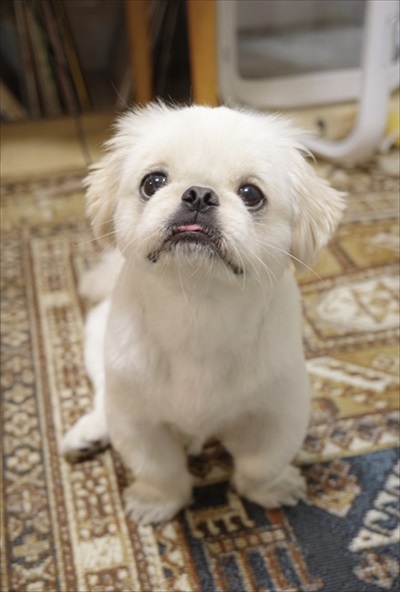 不思議そうなワンちゃん