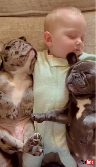 再び眠るフレンチブルドッグと赤ちゃん