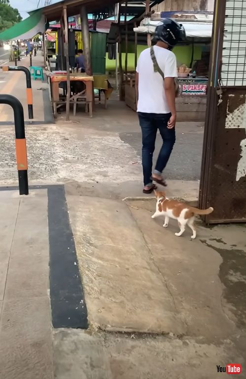 着いて行く猫