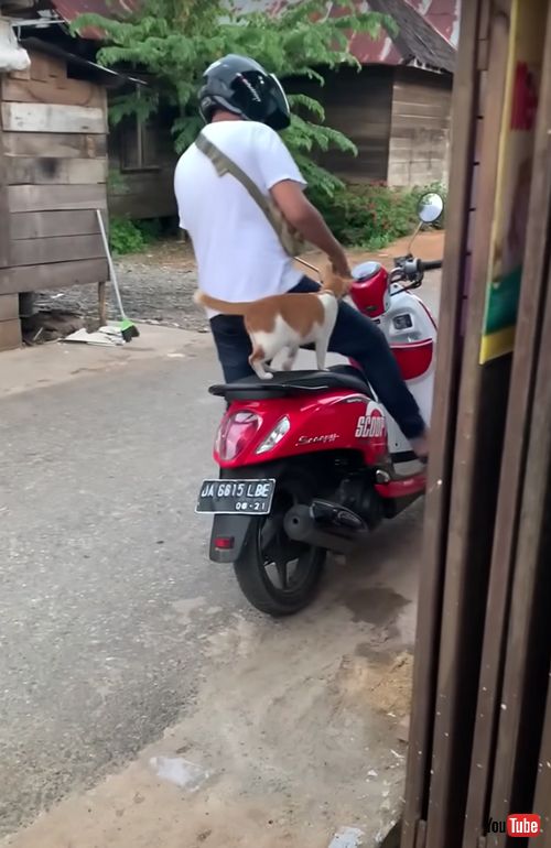 バイクに飛び乗る猫