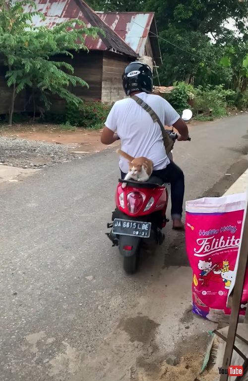 バイクに乗る猫