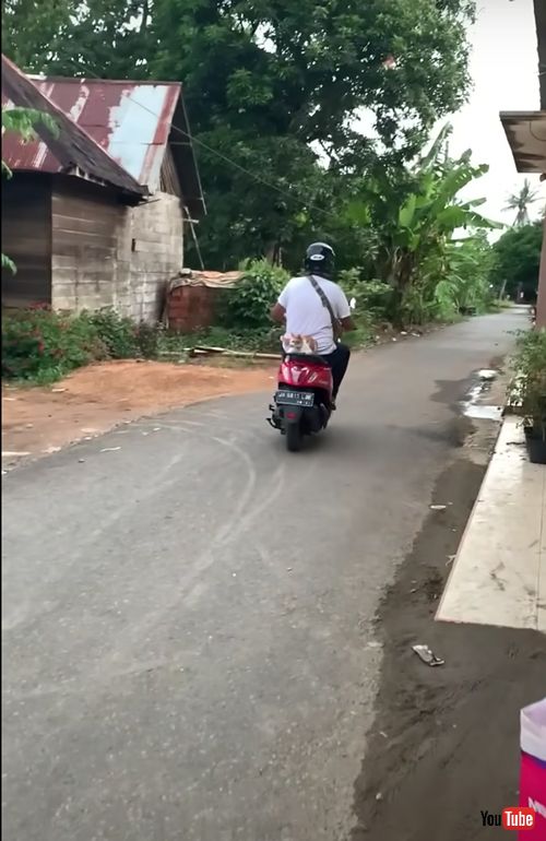 走るバイクに乗っている猫