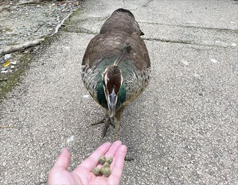メスの孔雀