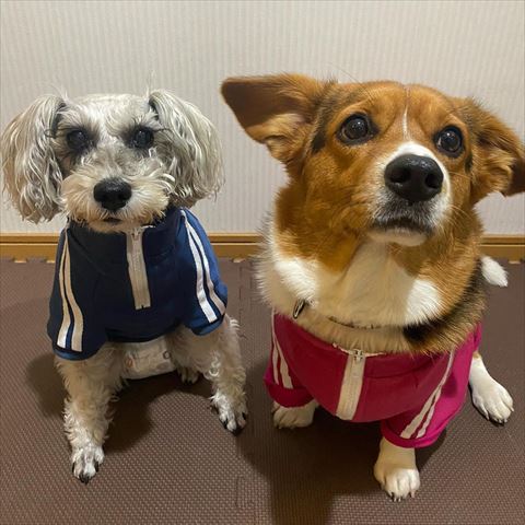 ジャージー着てるワンコ