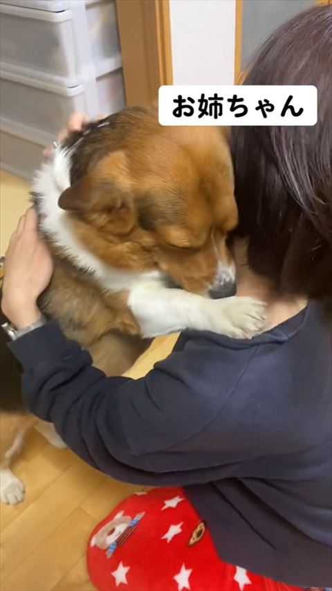 姉に顔をうずめるワンコ