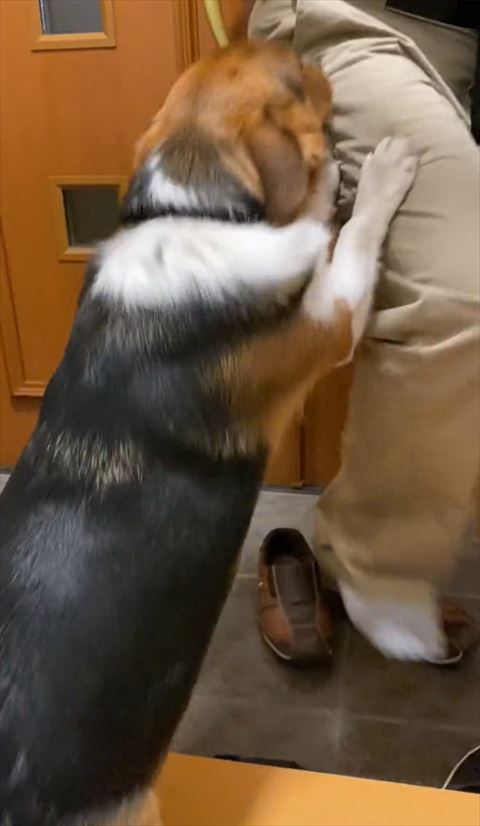 玄関でお父さんに飛びつくワンコ