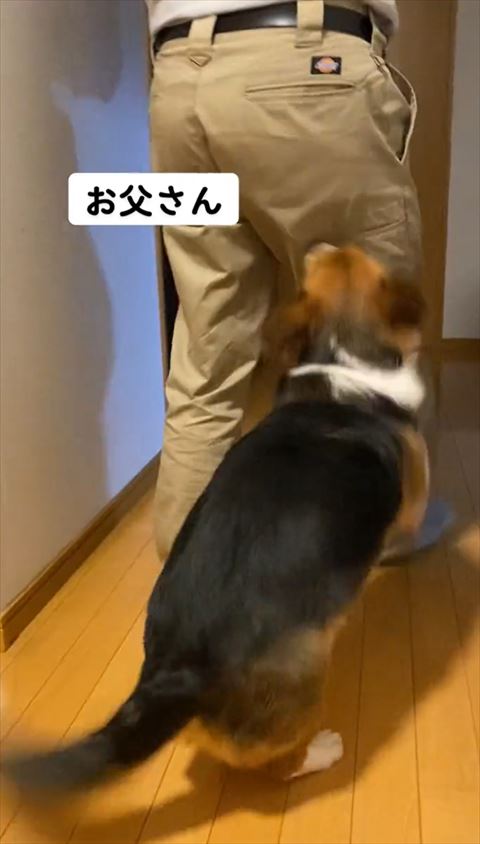 廊下で父を追いかけるワンコ