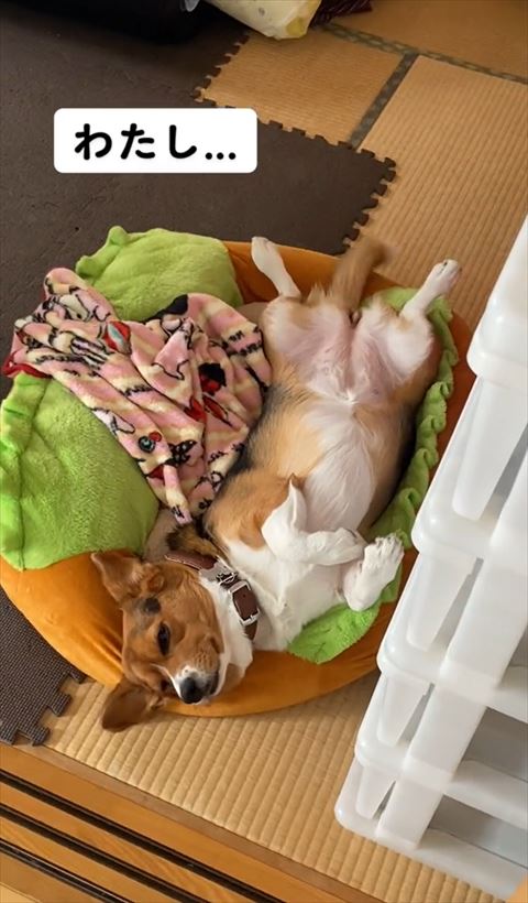 目を細めてヘソ天のワンコ