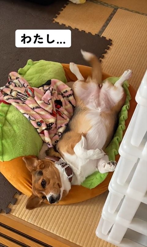 目線を外してヘソ天のワンコ