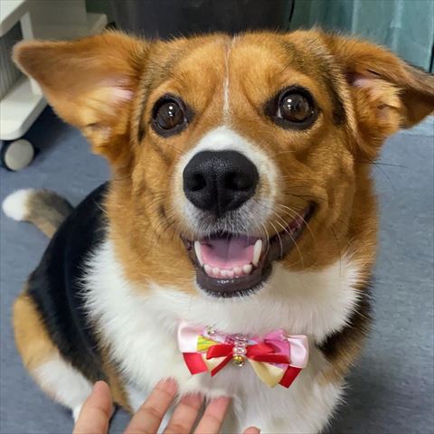 ワンコの笑顔正面