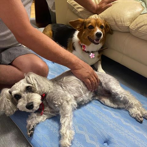 寝そべるワンちゃんと2ショット