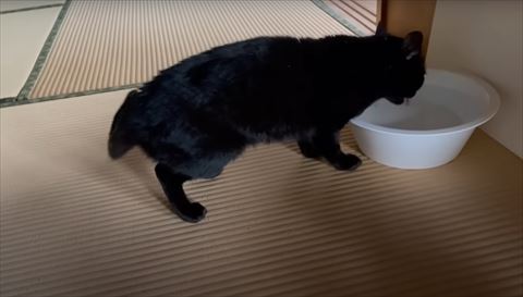 お水のんでる猫の後ろ姿