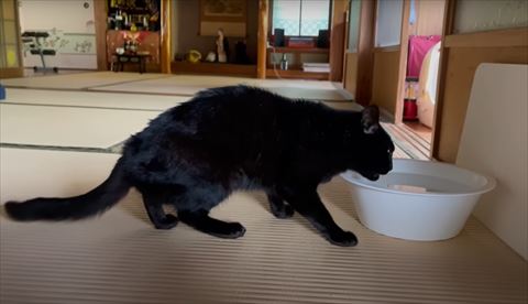 お水飲んでる横からの猫