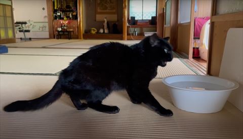 文句言ってる猫の横顔