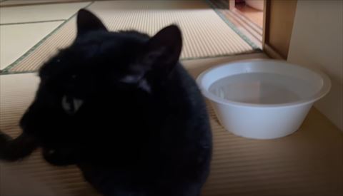 黒猫の顔アップ