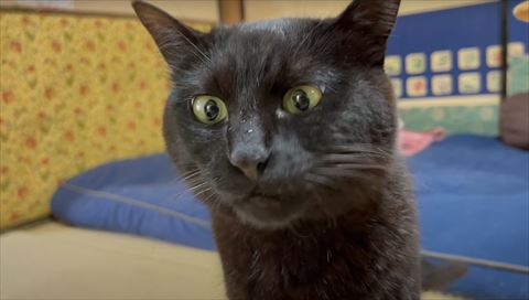 黒猫の正面アップ