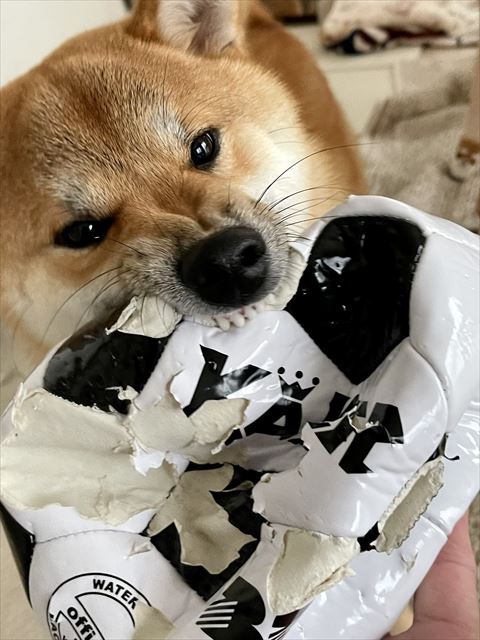 サッカーボールをかむ