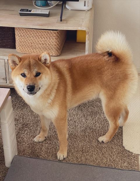 ゆきちくんの全体写真