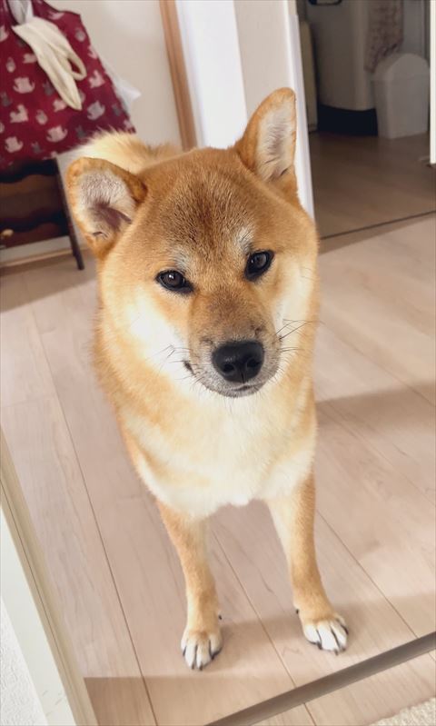 4足立ち正面
