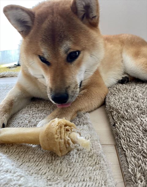 骨を見てる