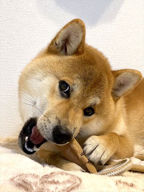 おもちゃ噛んでる