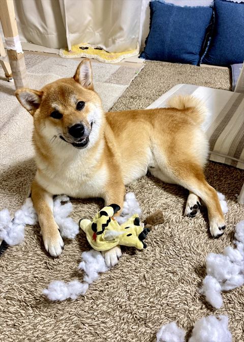 綿が出たぬいぐるみと柴犬