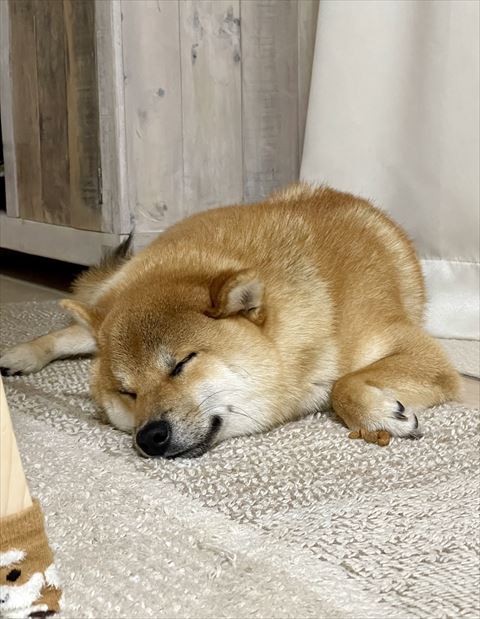 前足折り曲げて寝てる