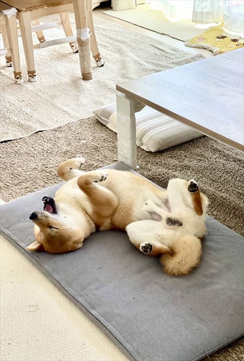 ヘソ天寝