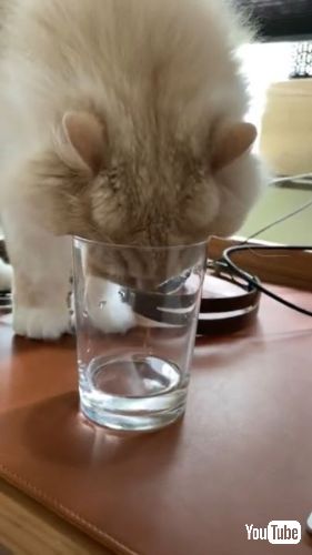 グラスに顔を付ける猫