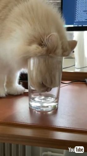 底の水を飲む猫わずかに入った水をペロペロしています