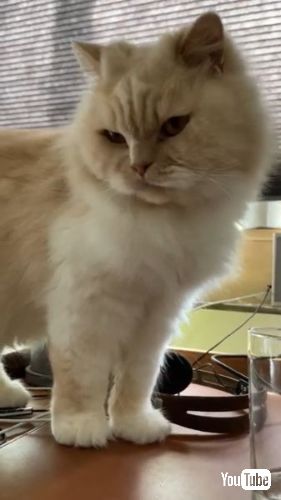 満足そうに飲み終える猫