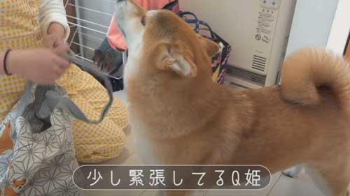 彼女と会う柴犬