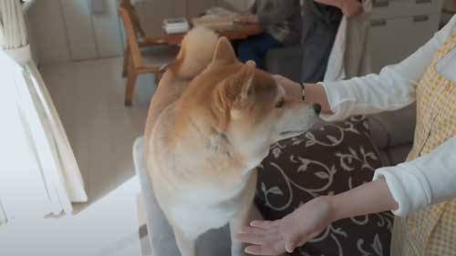 柴犬 仲良くなる女性と柴犬