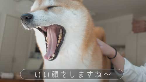 緊張が溶けた柴犬