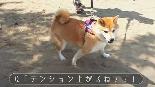 公園を楽しむ柴犬