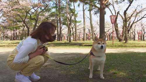 女性と柴犬