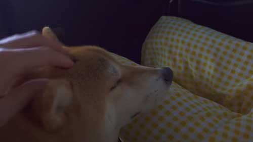 女性の膝で寝る柴犬