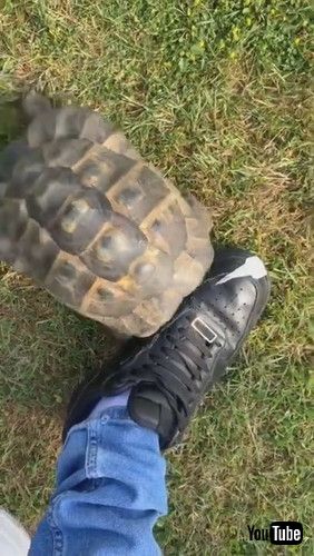 頭突きをするカメ