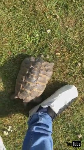 素通りするカメ