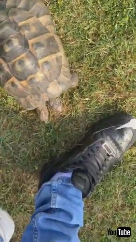 黒い靴に気付くカメ