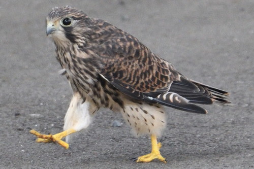 チョウゲンボウの幼鳥が歩く姿